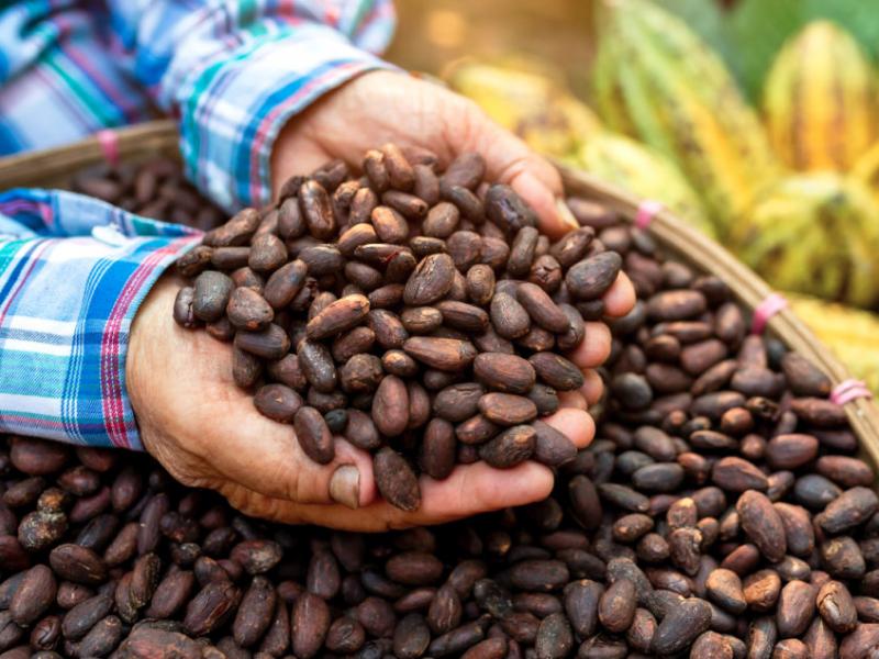 CocoaBeans.jpg